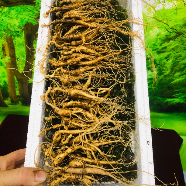 长白山新鲜林下参180克80支牙签嫂微残参