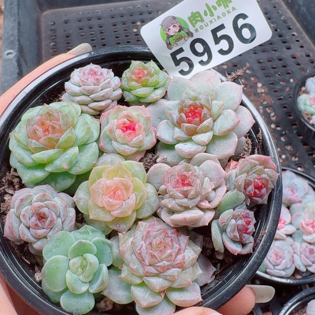 多肉植物多肉植物