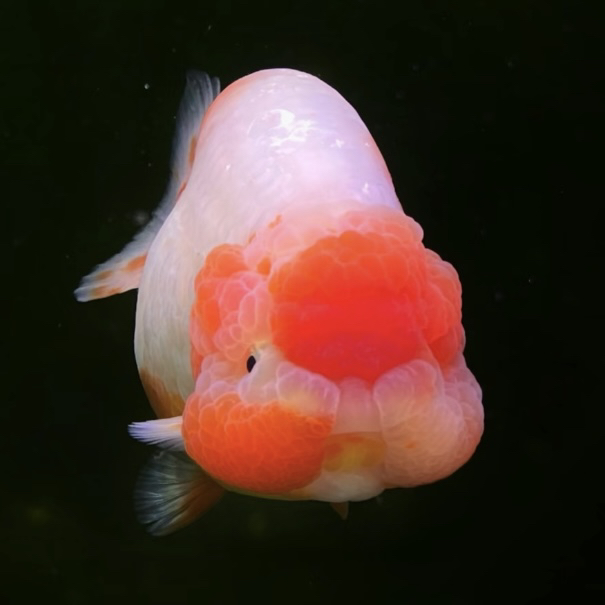 可爱兰寿金鱼 顺丰到付不包邮 拍下不予退换直播间马印灯照射