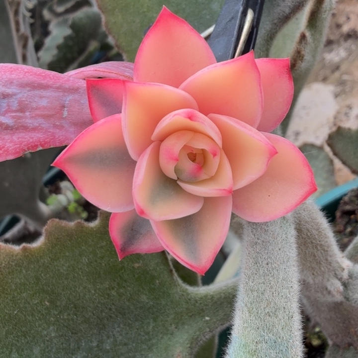 和卡锦一刻的如今