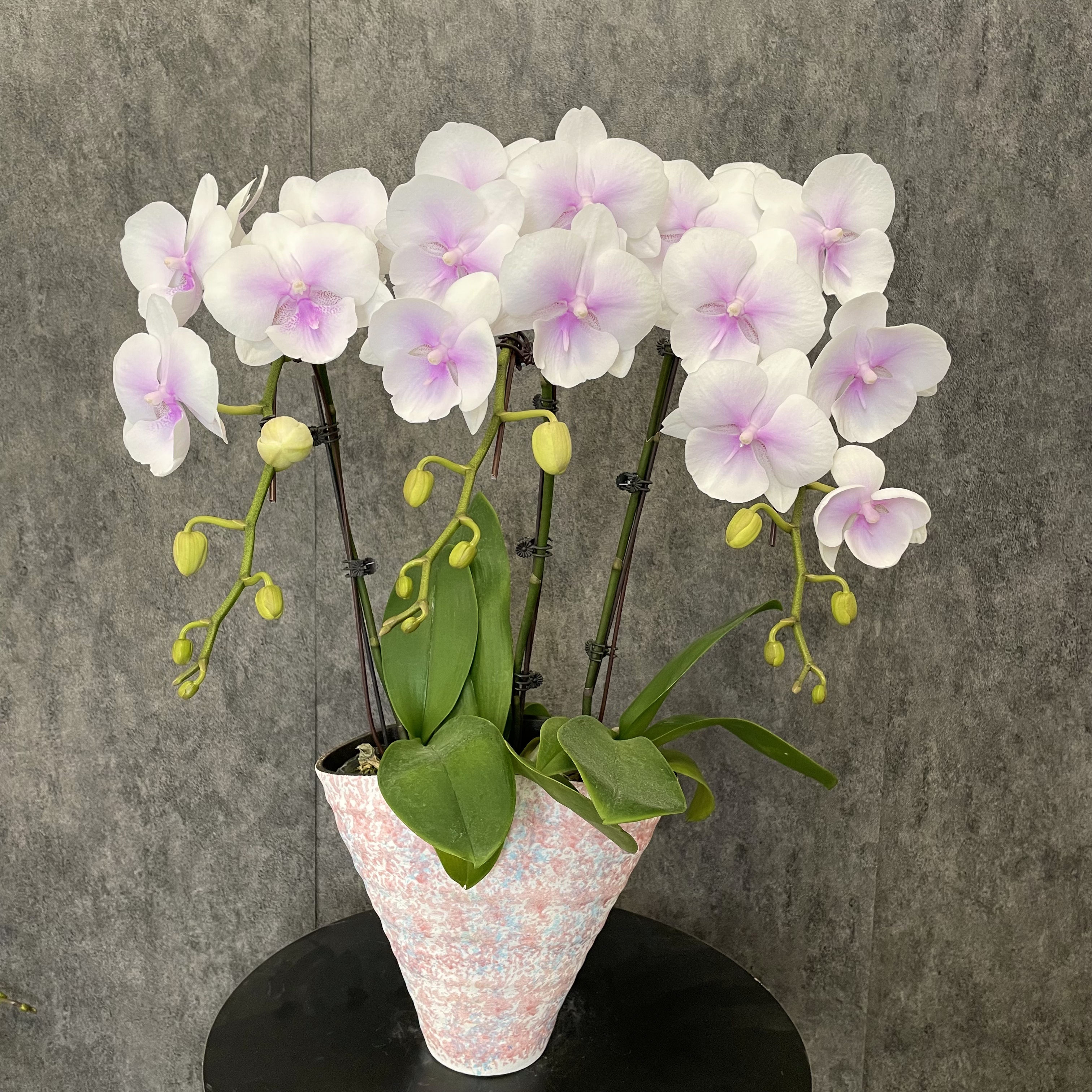 【德州姑娘-蝴蝶兰】意式风 轻奢风 法式风 奶油 鲜花 室内观赏花