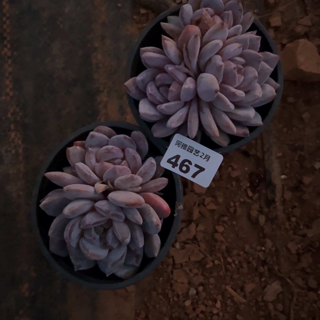 阿雅园艺。       467