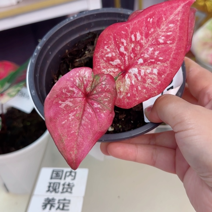 无花朵泰彩D1955..