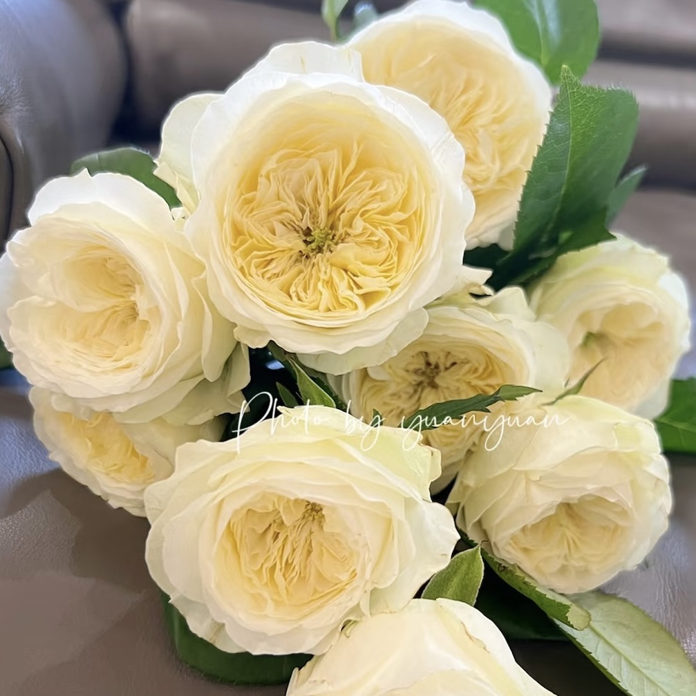 御花园 月季花 玫瑰花 盆栽花卉绿植 四季开花