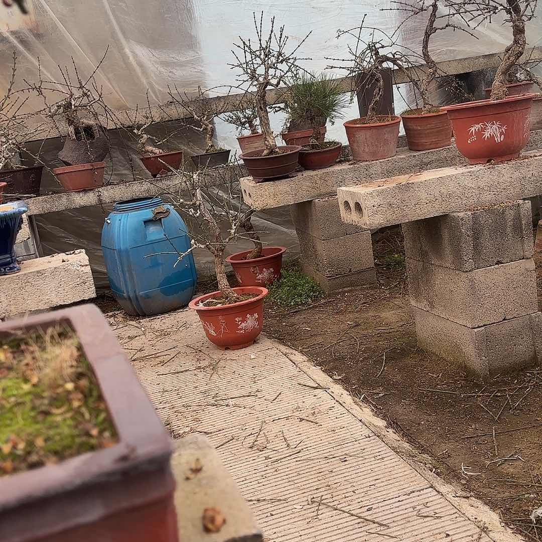 迎春品种苗子一颗