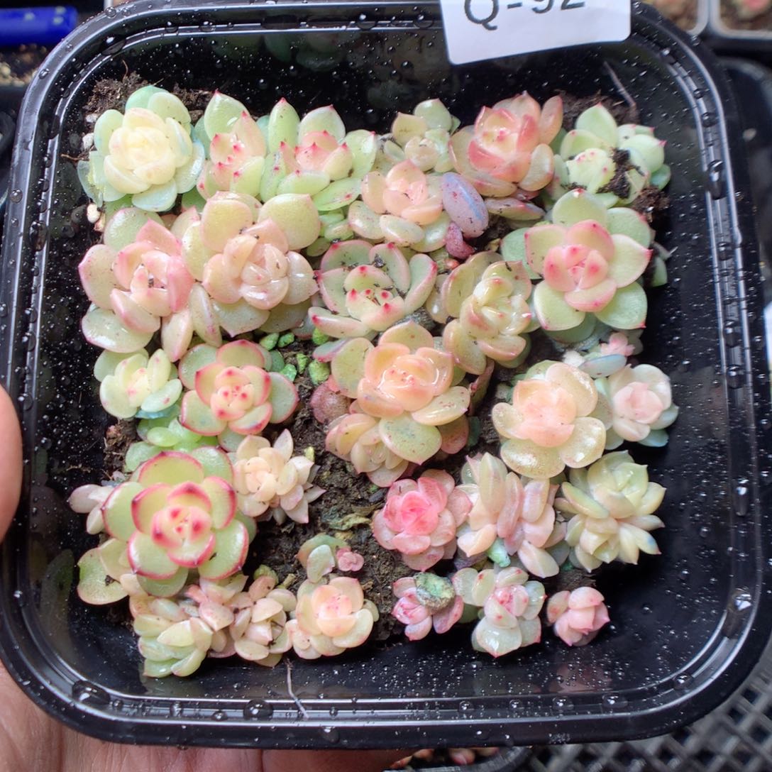 无花朵Q92。b3 yyyyyy