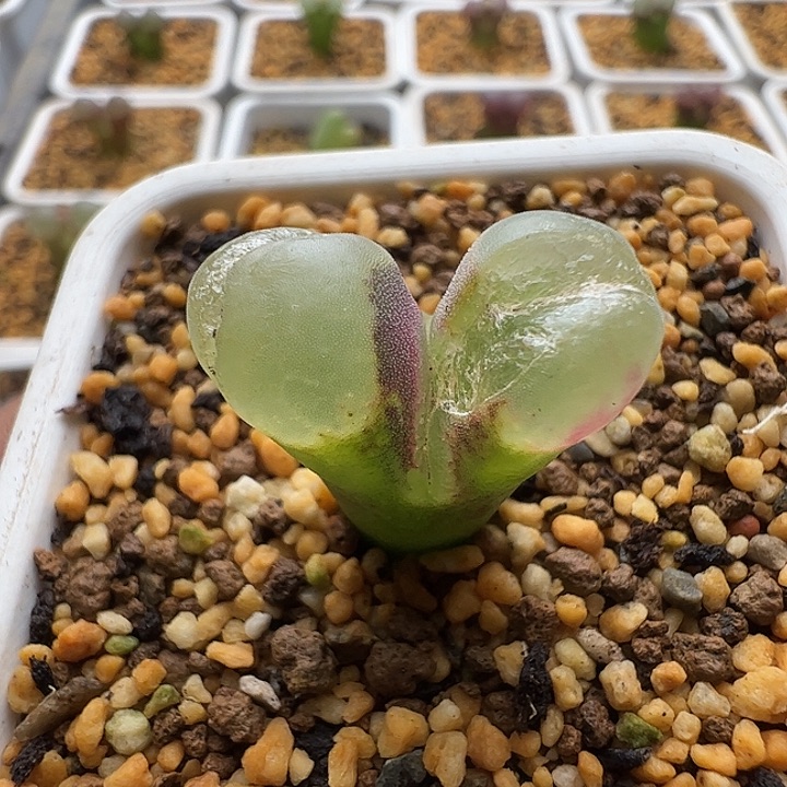 无花朵实生风铃玉22