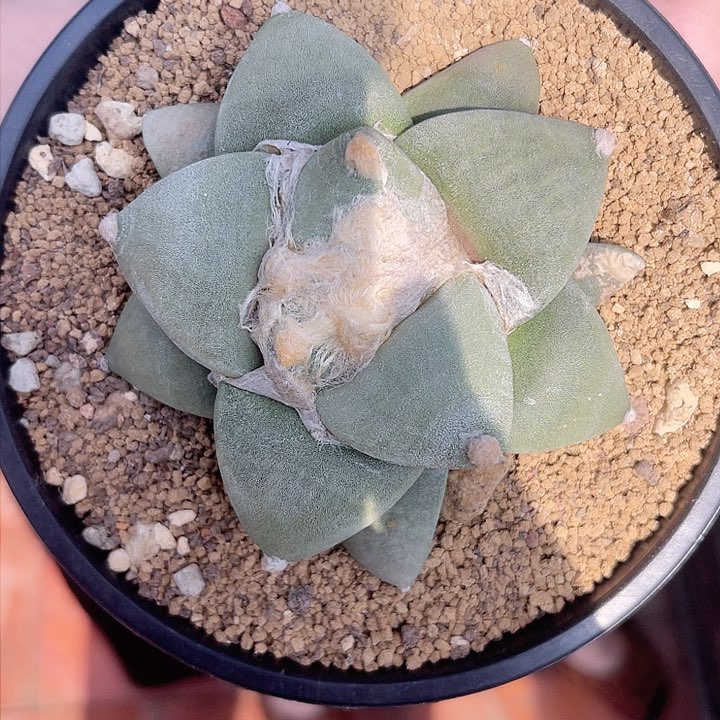 日系丸尤青瓷牡丹