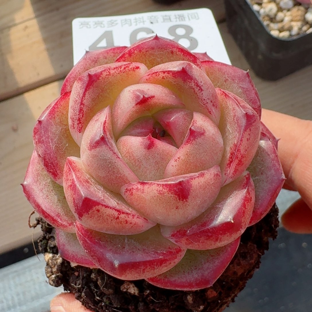 m100         精品多肉