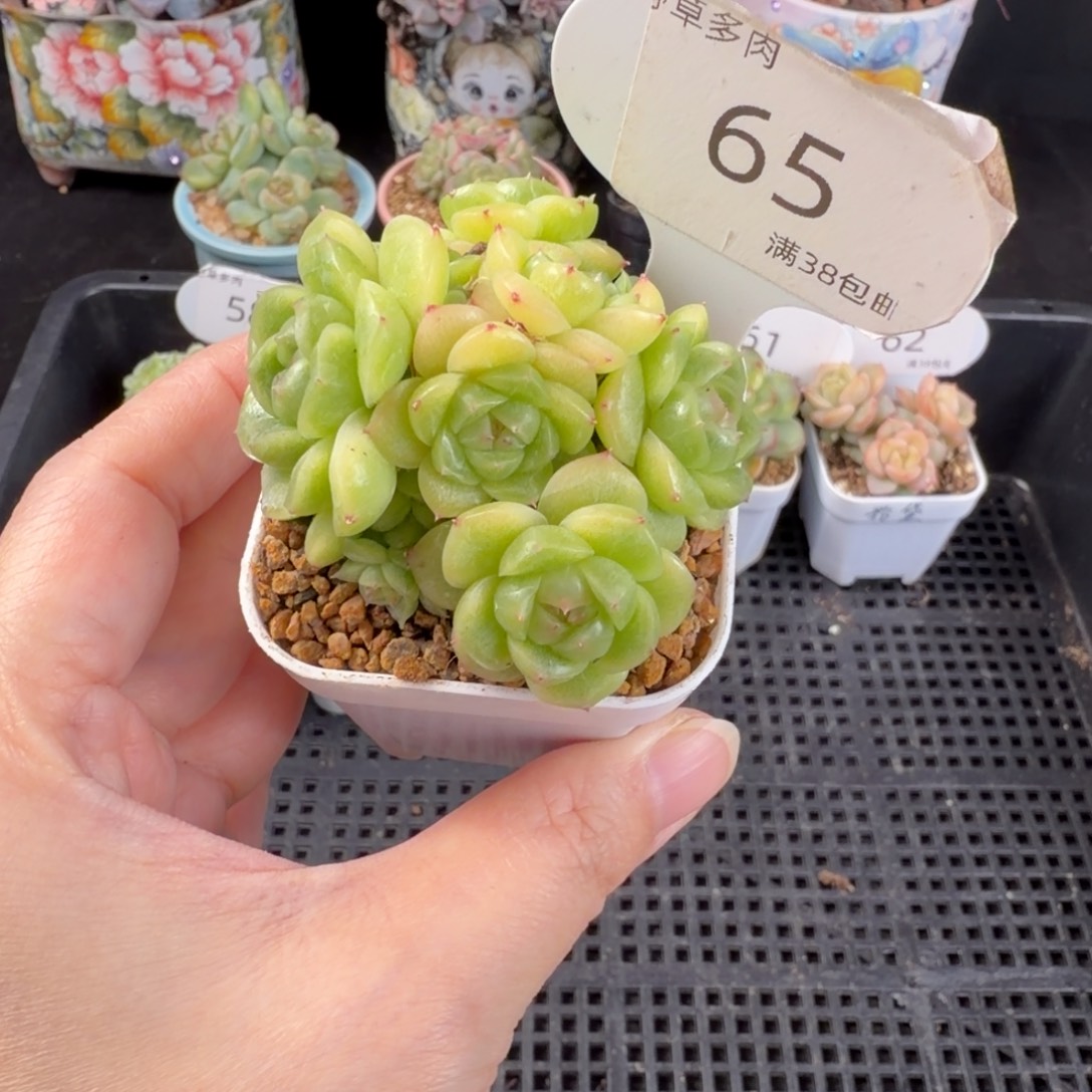 麦秆珍妮十头群65号