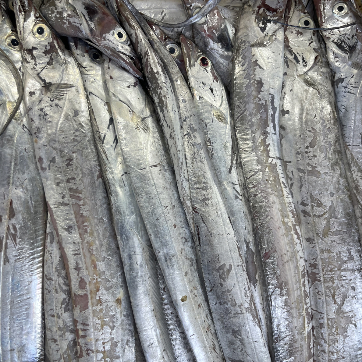 大连渤海湾带鱼4斤，拖网有破肚子掉鳞能接受拍