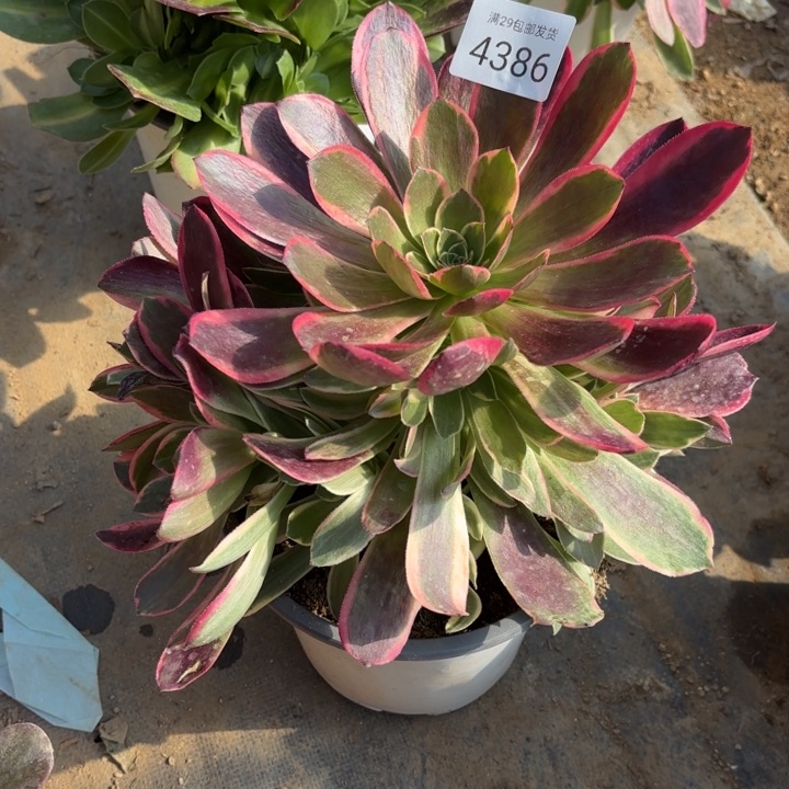 金丝却多肉法师4386