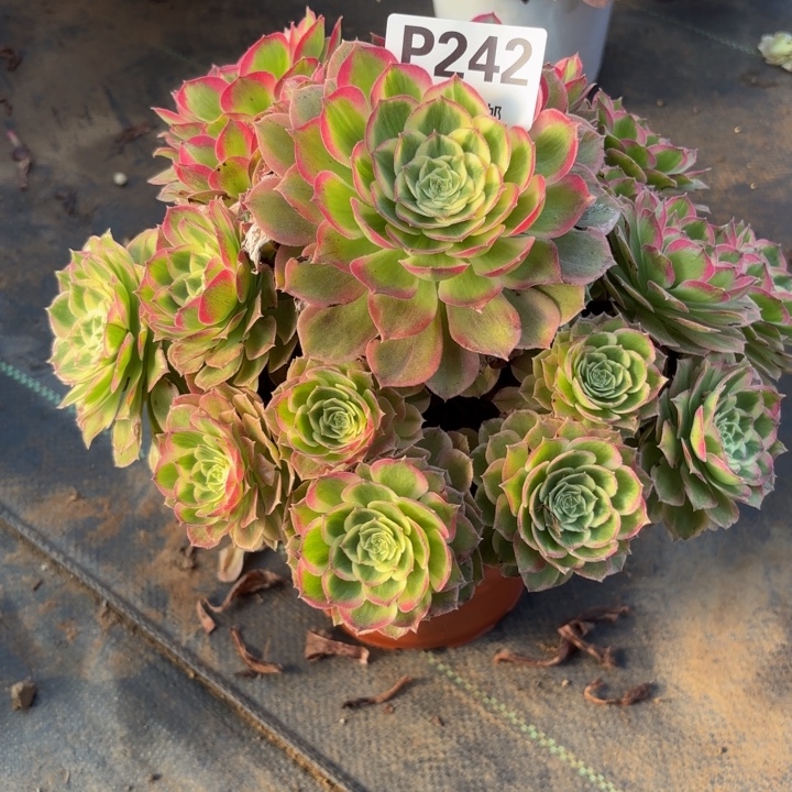 瑞妈，。。。。？242千禧