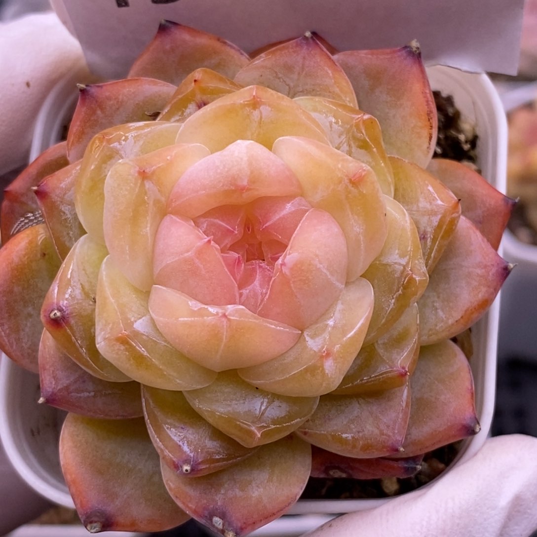 【闪购商品】15-106