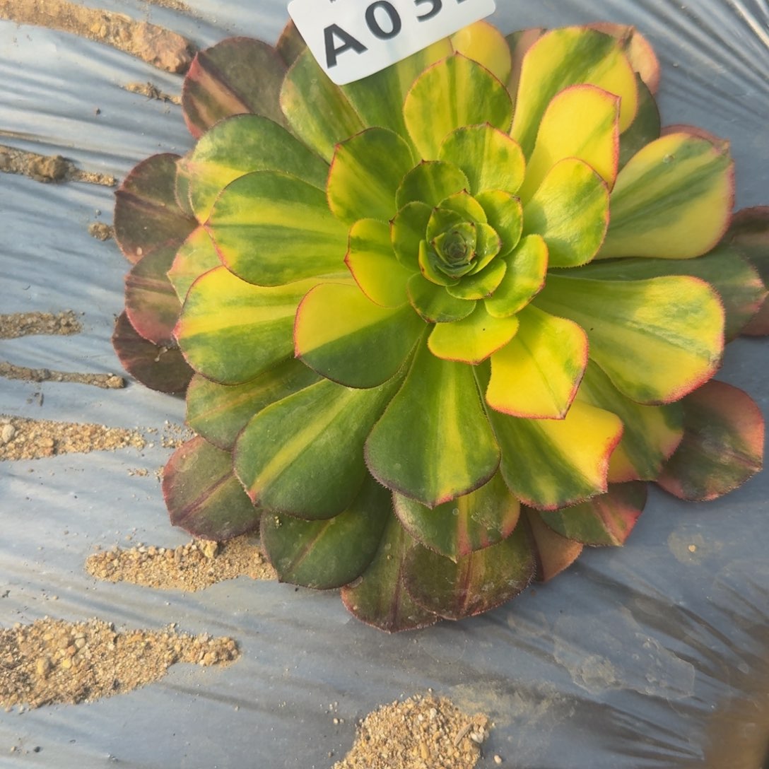  032万七彩。多肉植物