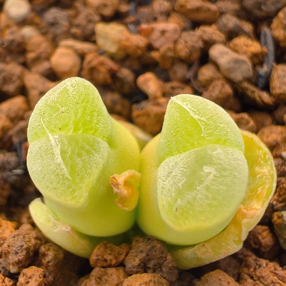 47多肉植物百科知识