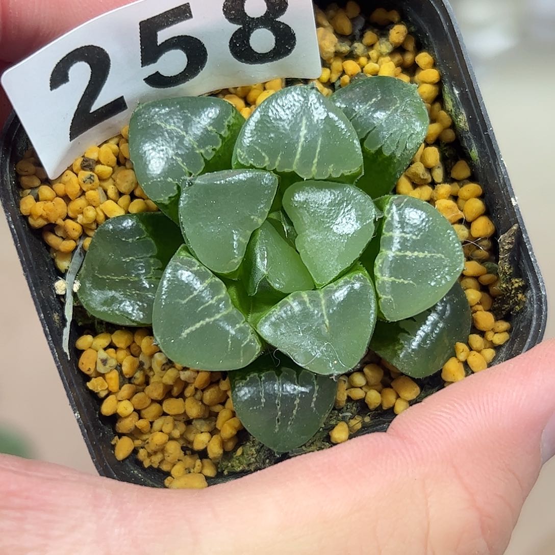 姬翠寿十二卷多肉植物满