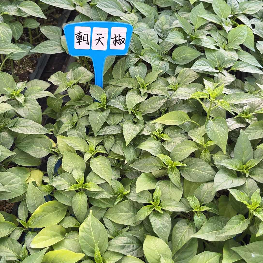 朝天椒4线椒4薄皮4