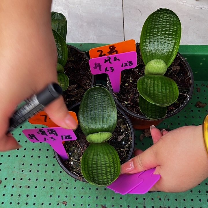 完全开放油麻掌中宝