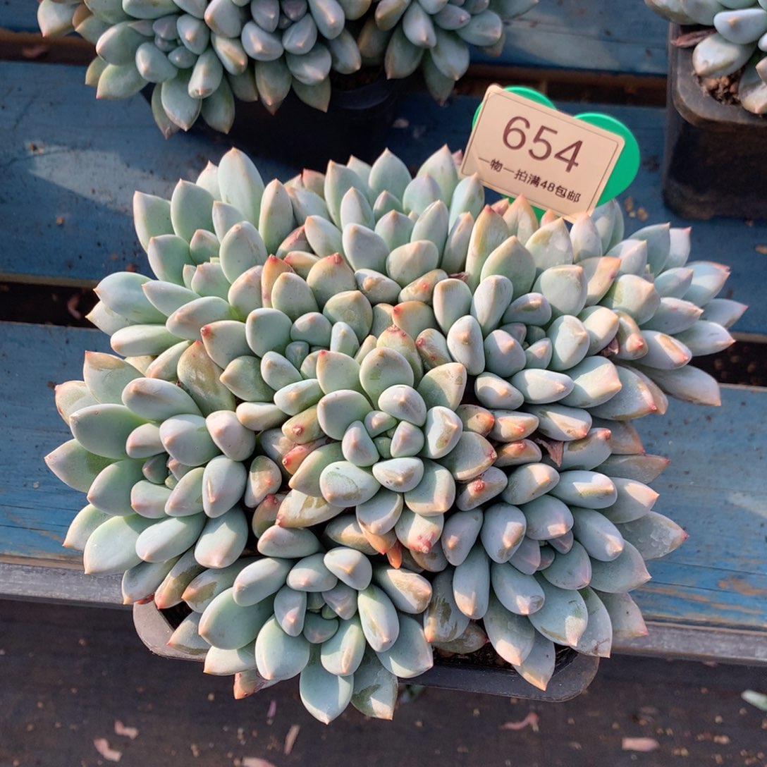 远***方宽叶奶糖无砍平头654