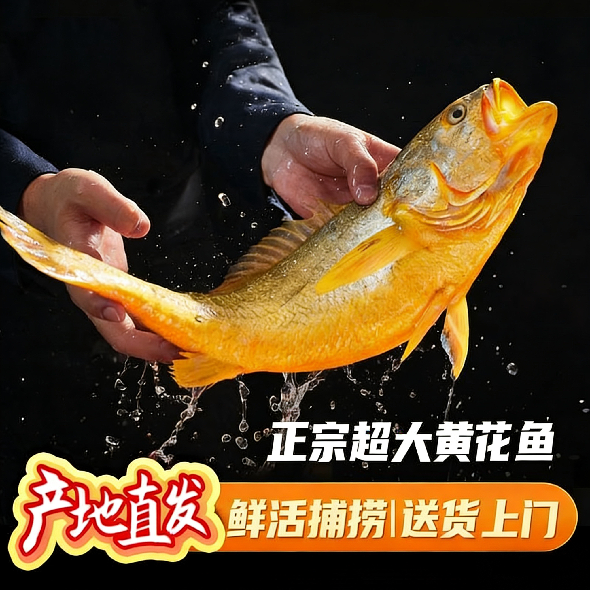 【元旦必备】2-2.2斤/条当天海捕半野生黄花鱼鲜活速冻独立包装