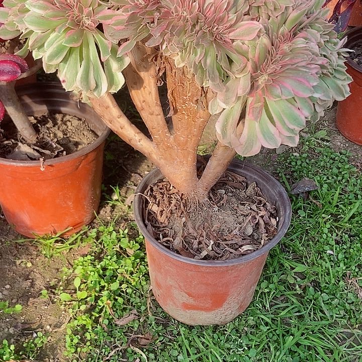 460粉女巫老庄缀化老板子