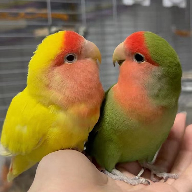 牡丹鹦鹉活体亲人可爱小宠物