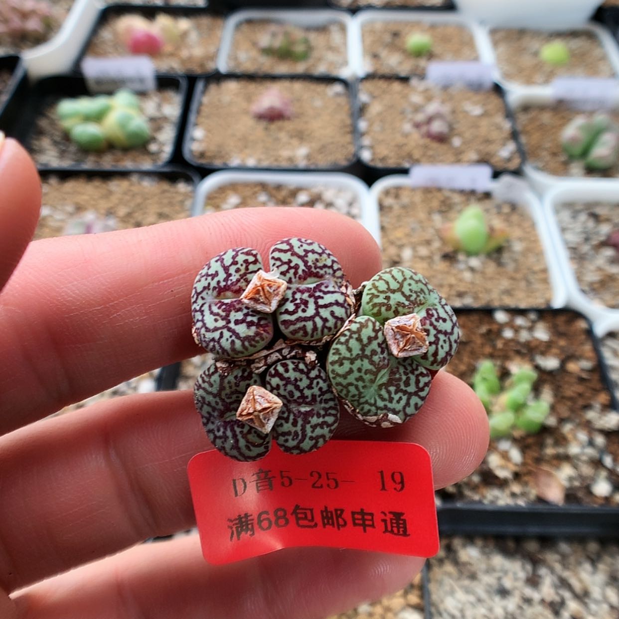 【闪购商品】5-25-19 墨小锥 25