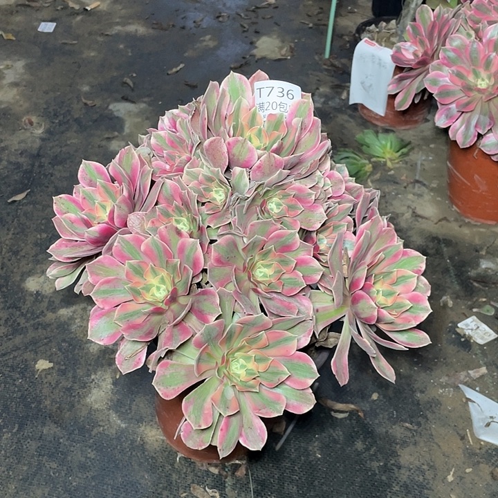 736粉女妖多肉法师多肉