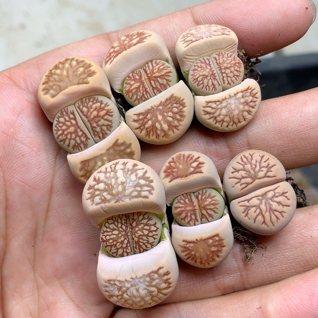 C30多肉植物保护