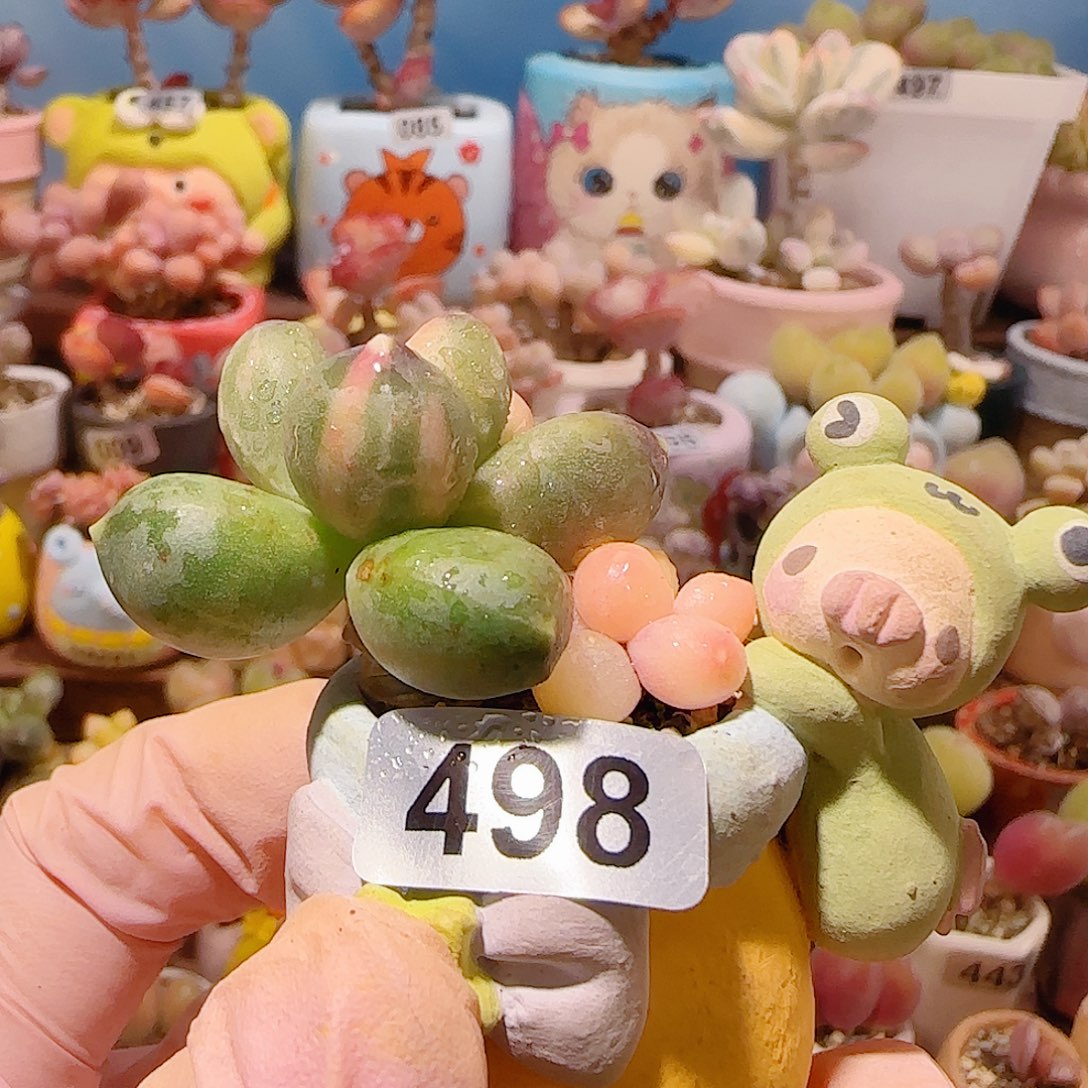 T天空美人锦盆口2.5cm