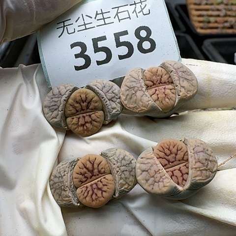 3558，线招福组合脱土发货