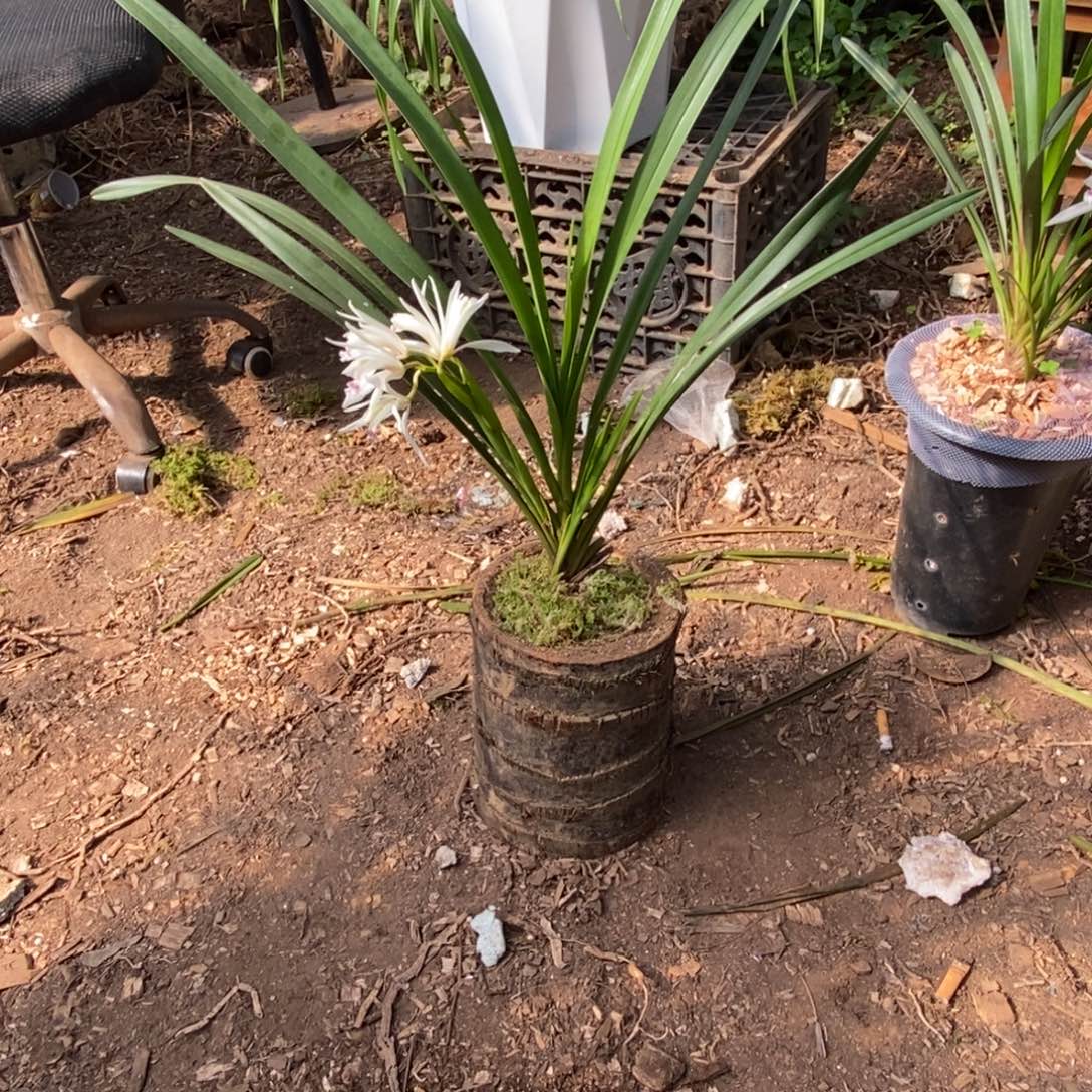 完全开放棕根大雪兰