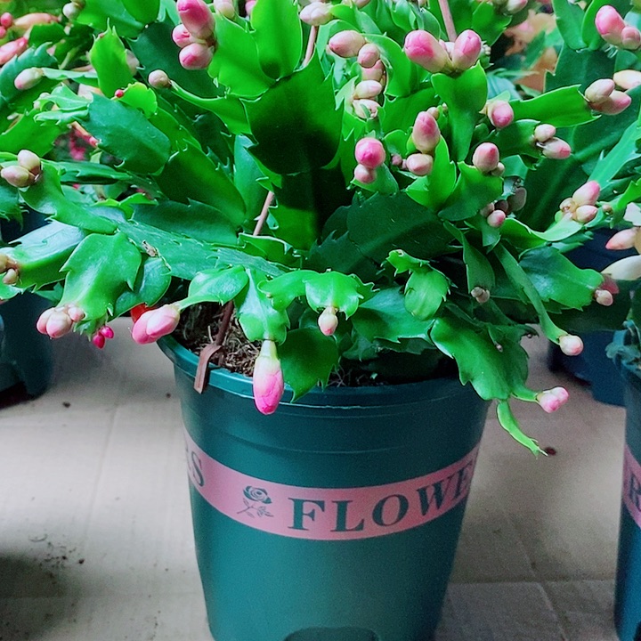 无花朵5年桩纯粉色福利