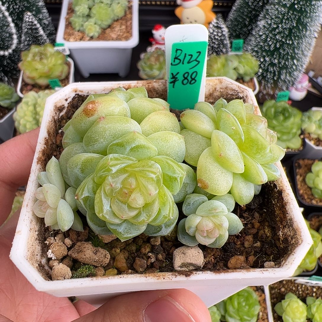 B123,五头青柠，美芽专拍