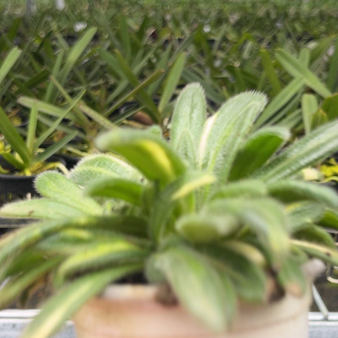 当前无花栽培后可以开花紫水晶苦苣苔带艺