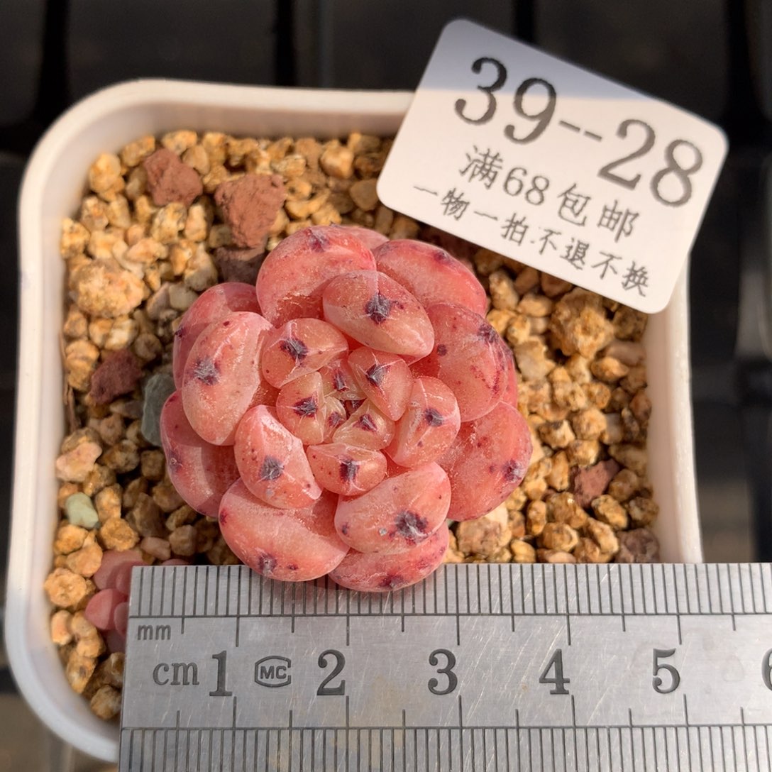 28。雪爪。糖心多肉。