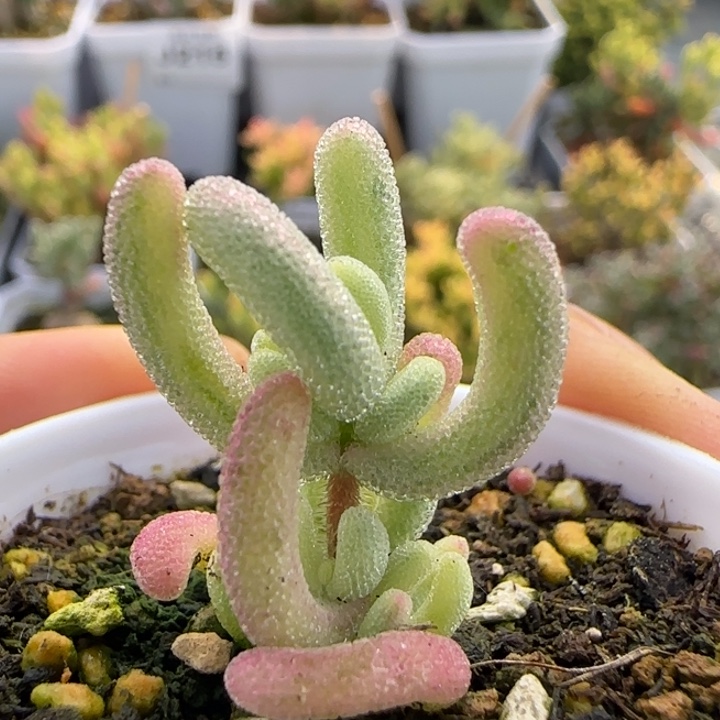 216-紫闪光植物枝干