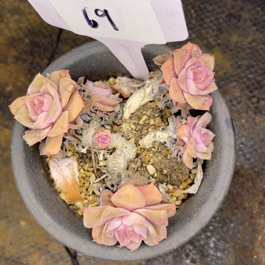 69号一物一拍。        