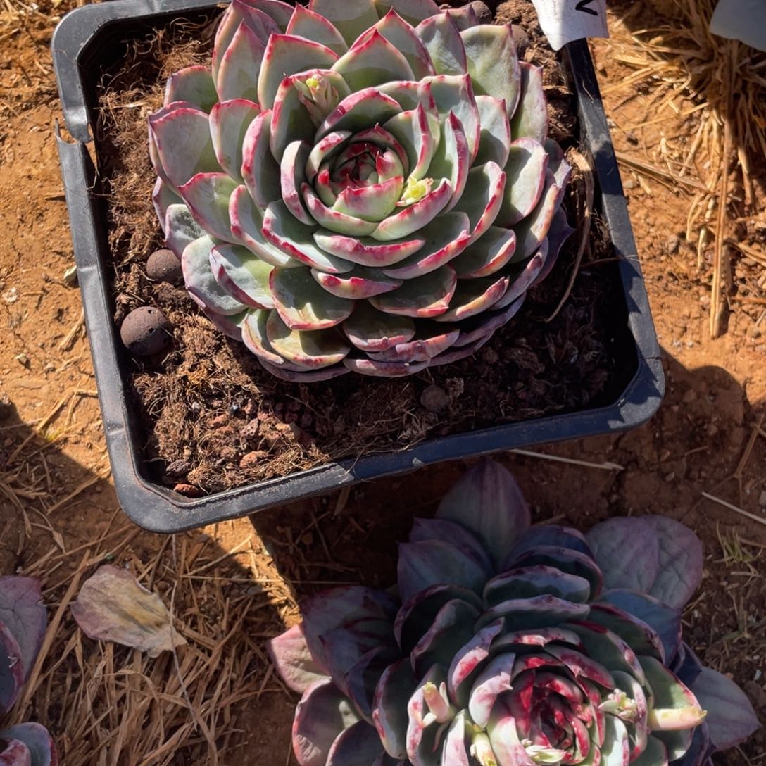 M***。惊鸿仙子寄养一物一拍