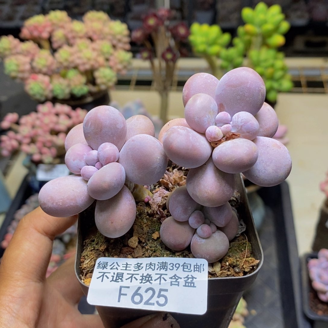 625芭比奶多肉7cm