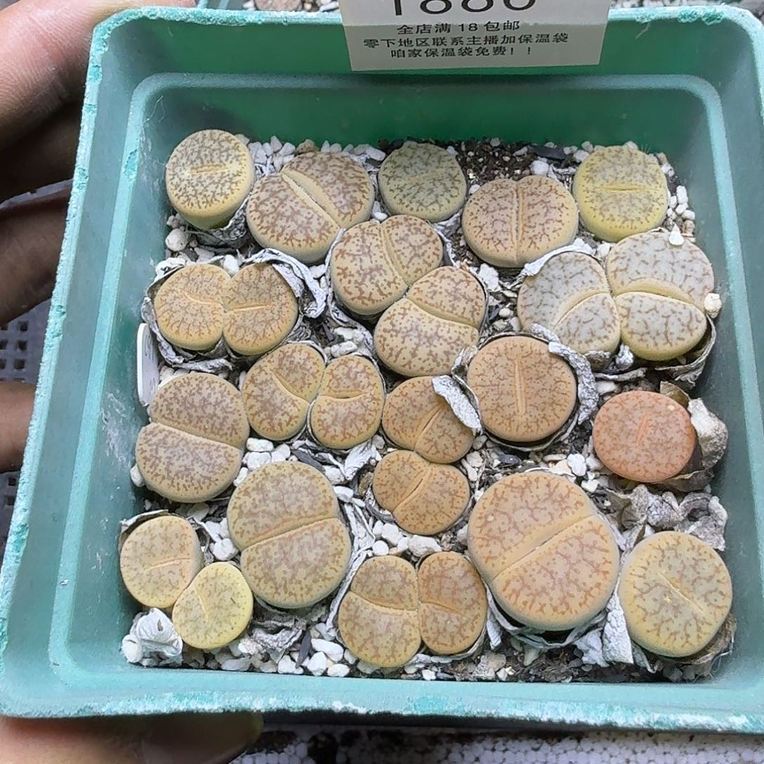 1886 哈哈哈哈哈哈哈哈哈