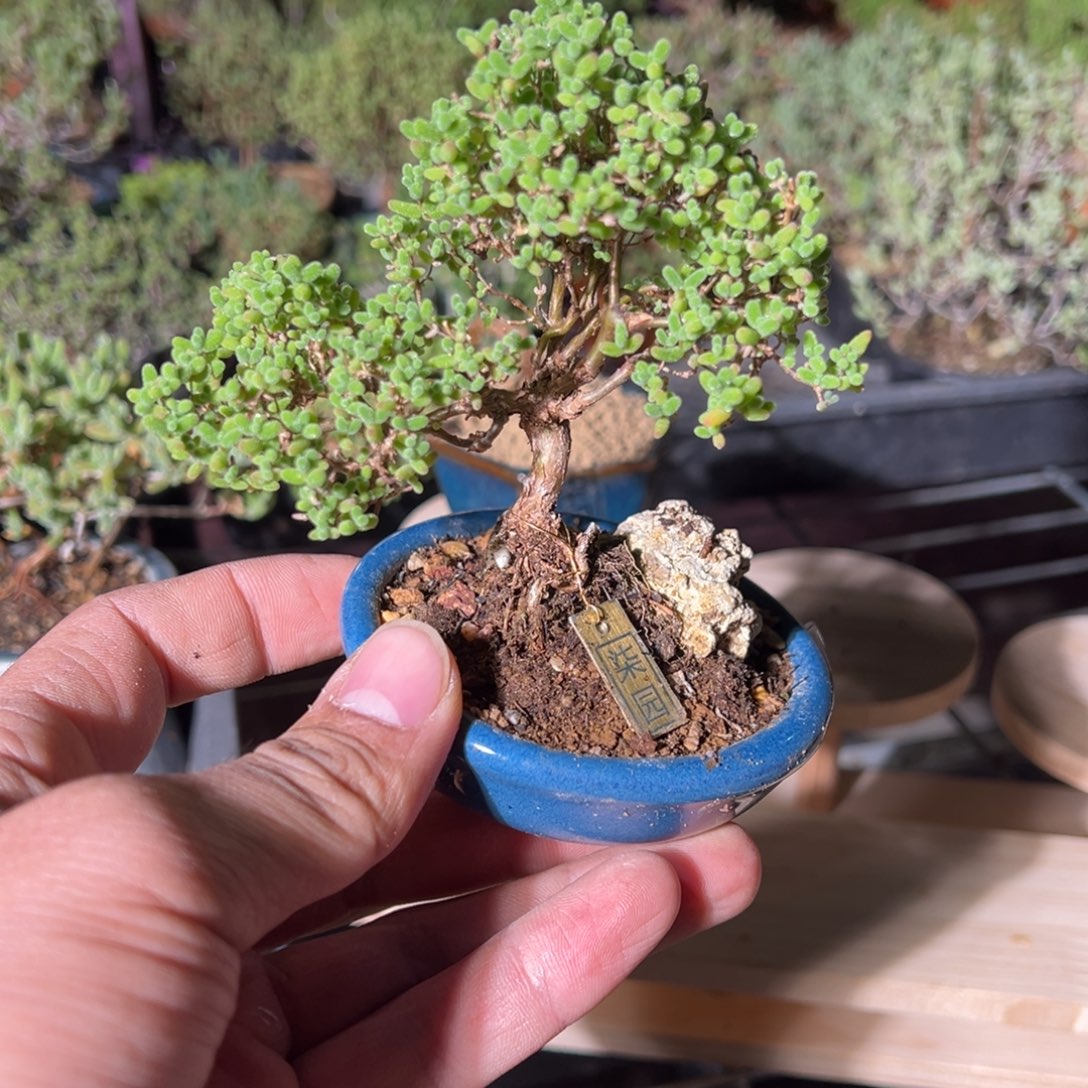 蜜橘006号老桩造型