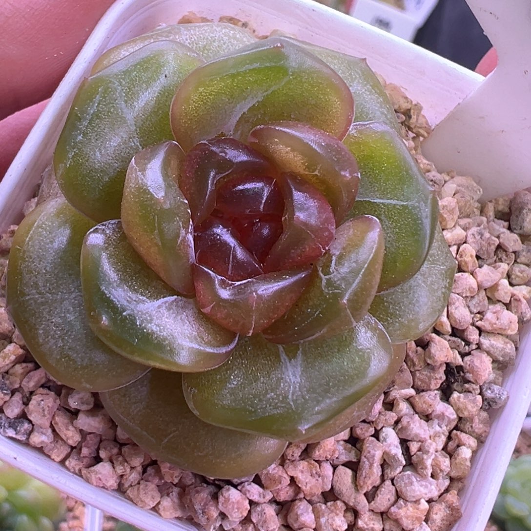 527号彩恋晗雨多肉植物