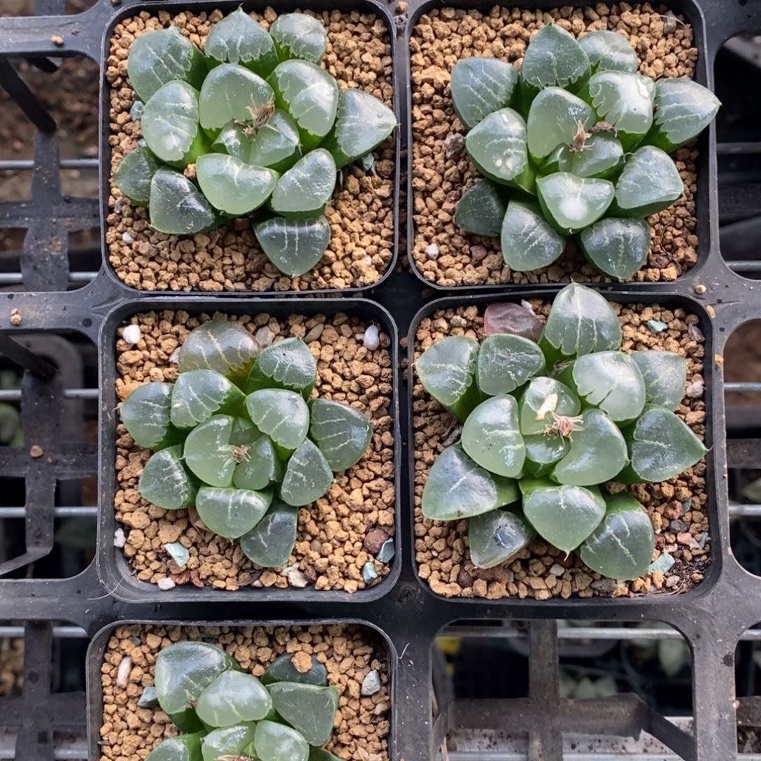姬翠一颗 高货。  