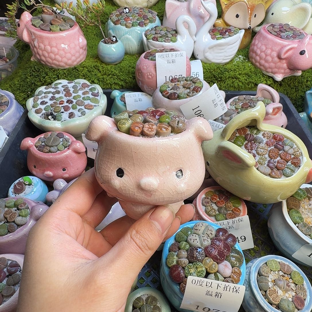 多肉葡萄的味道1072