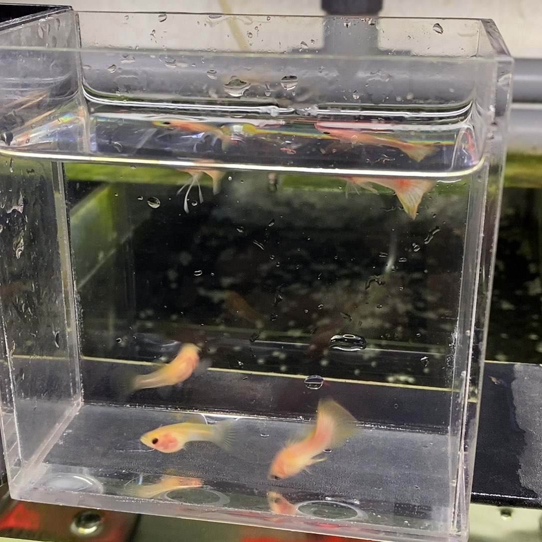 孔雀鱼幻彩玻璃猫2公3母特价