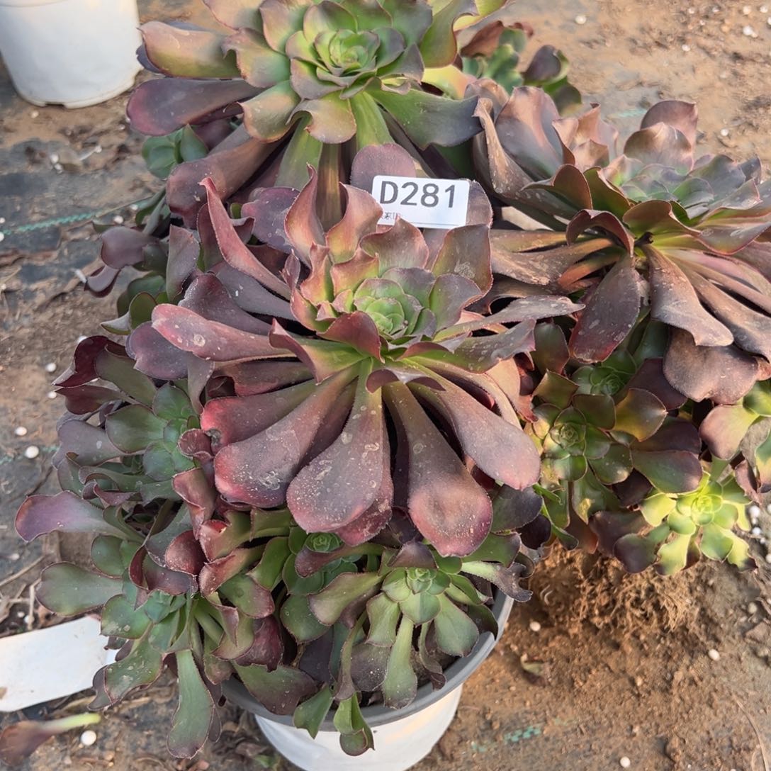 雨***。281巫毒多肉植物法师多肉
