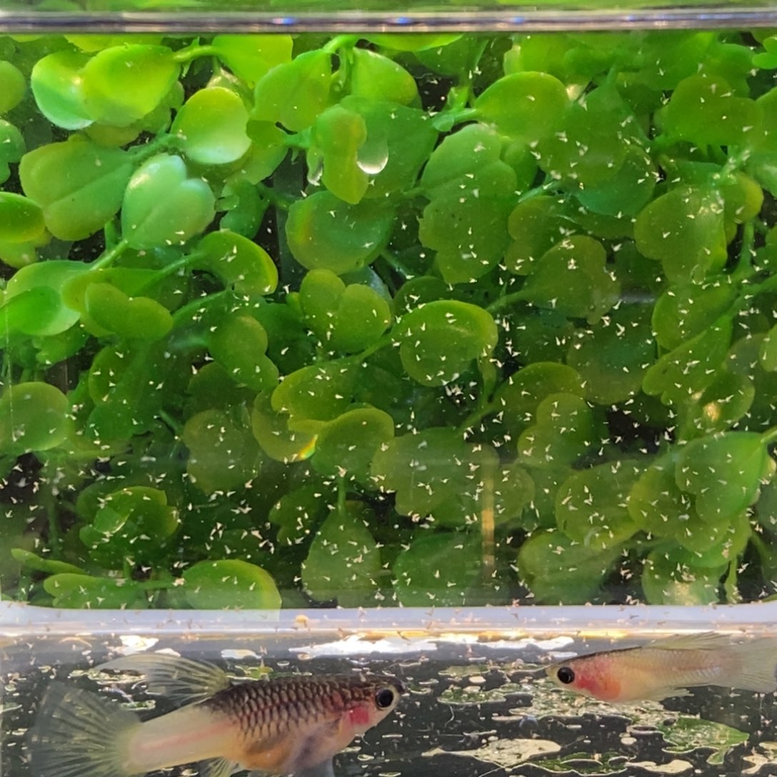 孔雀鱼粉猫大c一对