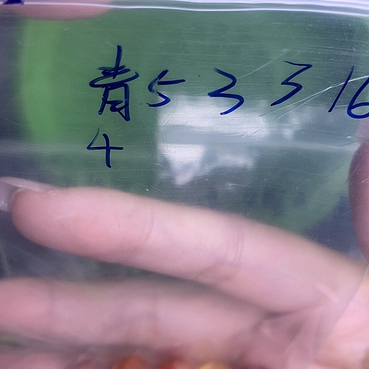 青***君水晶未镶嵌手串散珠水晶